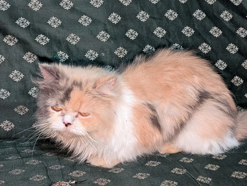 female cat Persian triple coated punch face — photo 3