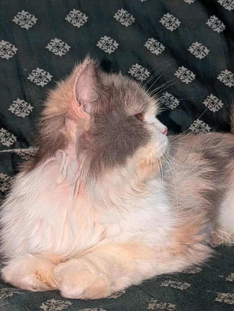 female cat Persian triple coated punch face — photo 4