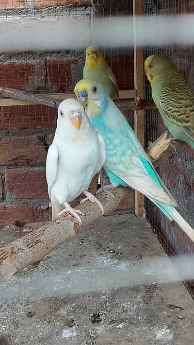 Breeder Pair For Sale