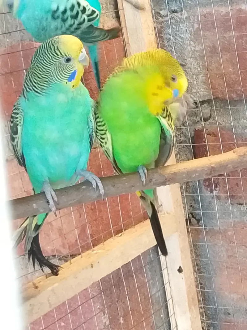 Breeder Pair For Sale — photo 6