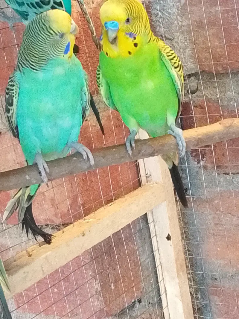 Breeder Pair For Sale — photo 7