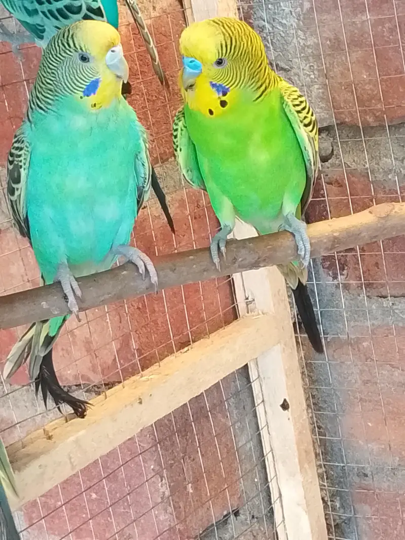 Breeder Pair For Sale — photo 8