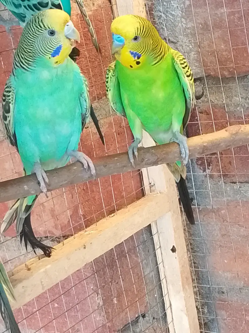 Breeder Pair For Sale — photo 9