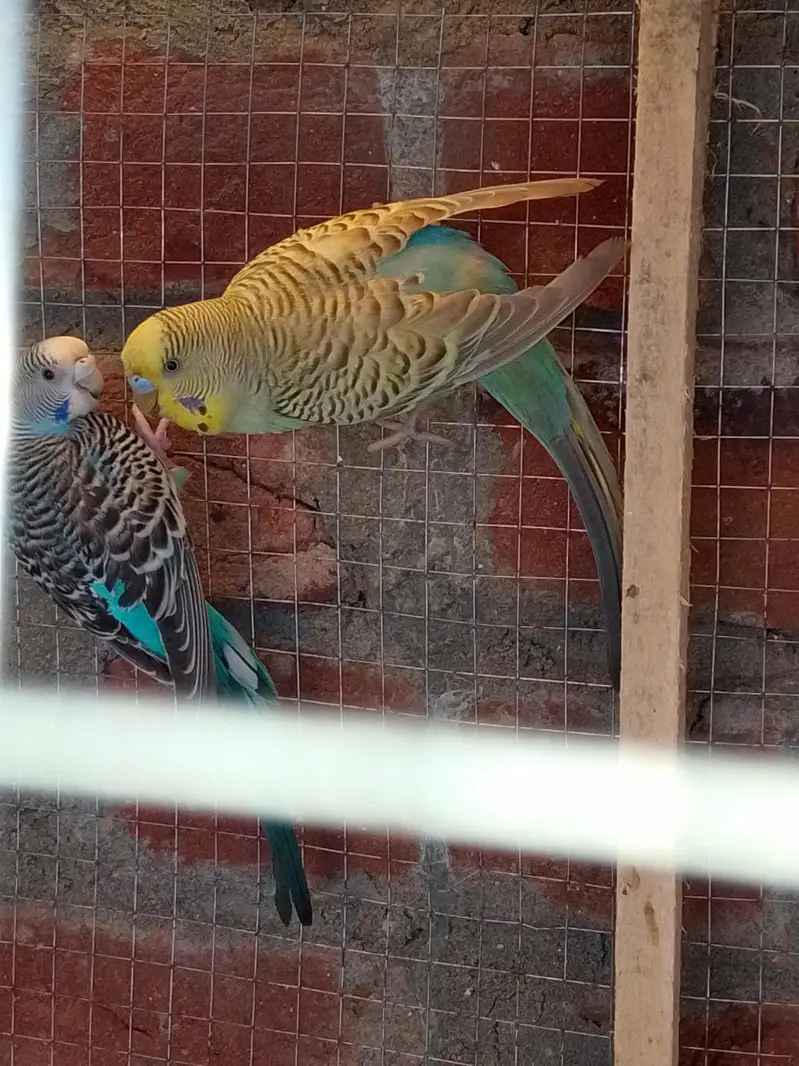 Breeder Pair For Sale — photo 10