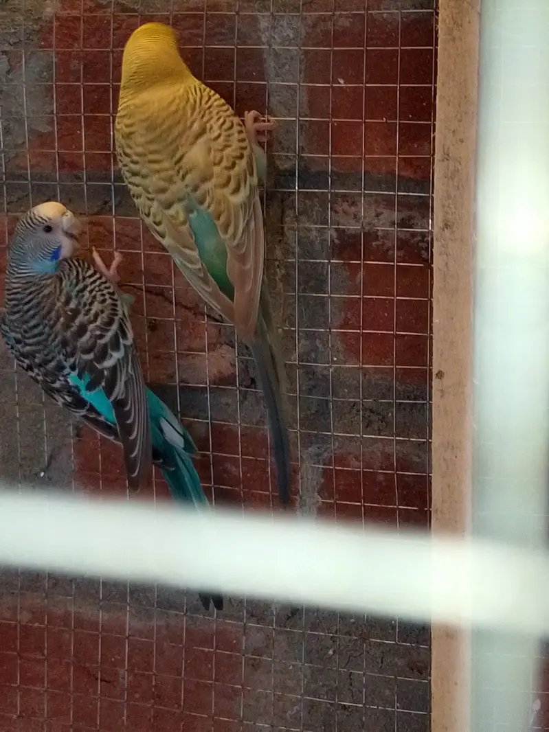 Breeder Pair For Sale — photo 11