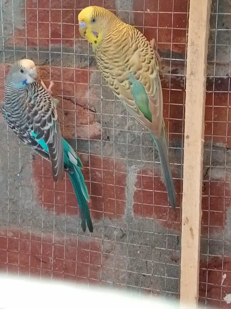 Breeder Pair For Sale — photo 12