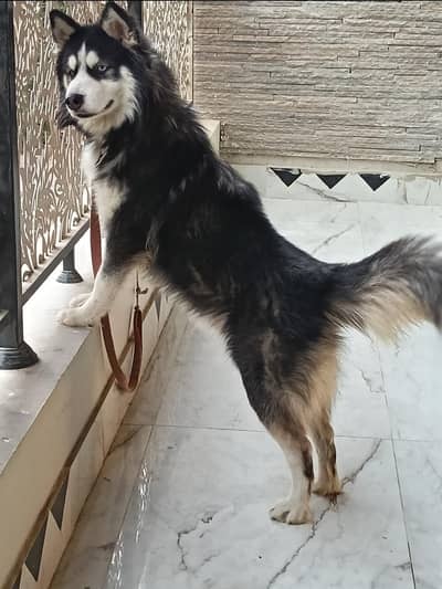 SIEBERIAN HUSKY