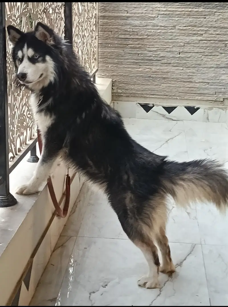 SIEBERIAN HUSKY — photo 2