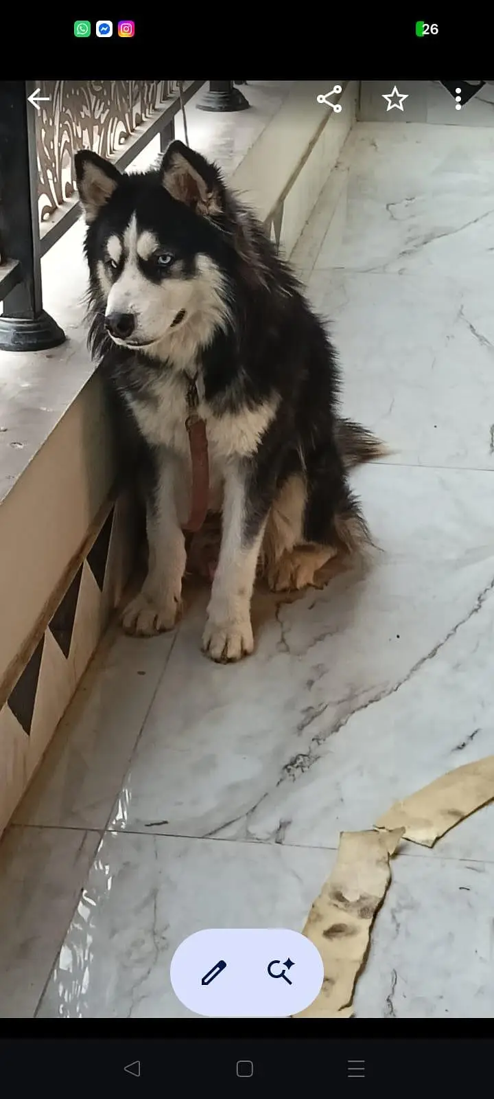SIEBERIAN HUSKY — photo 3