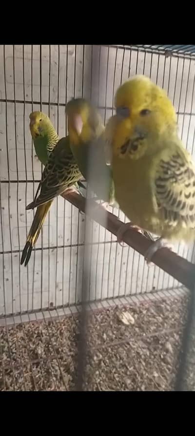 exhibition budgie pathe available home breed