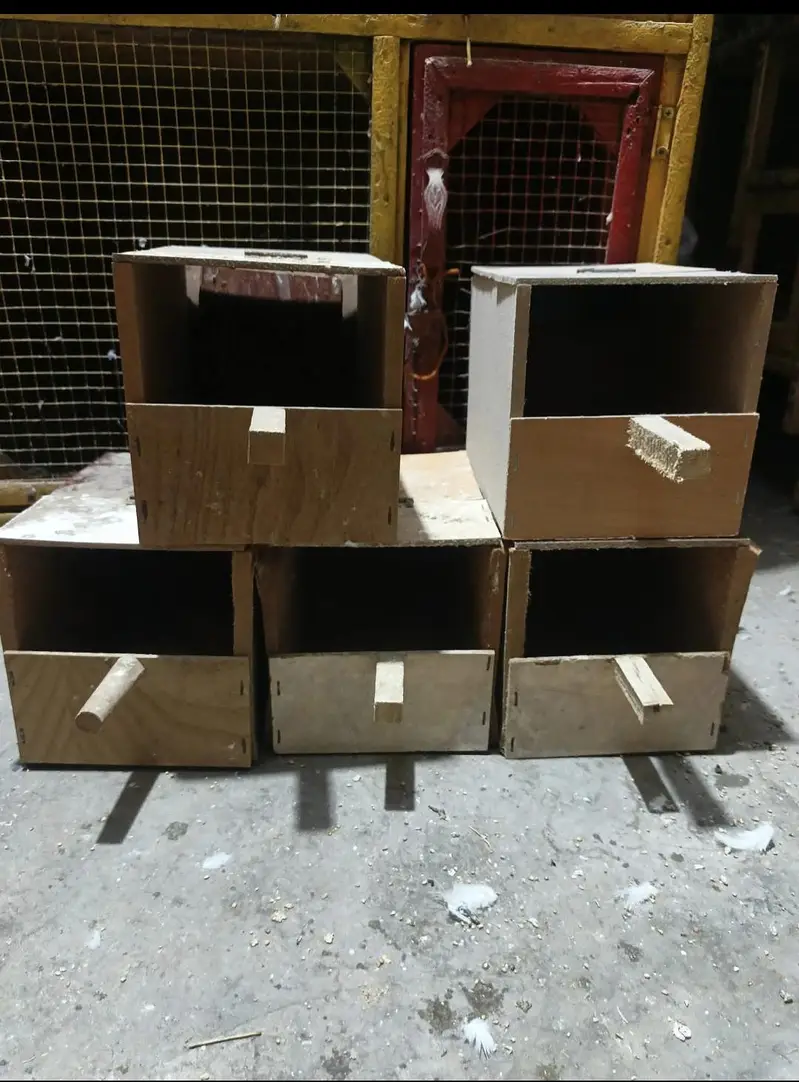Finch/Gouldian/dove Breeding Boxes Price kaam ho jaya gi Read Add