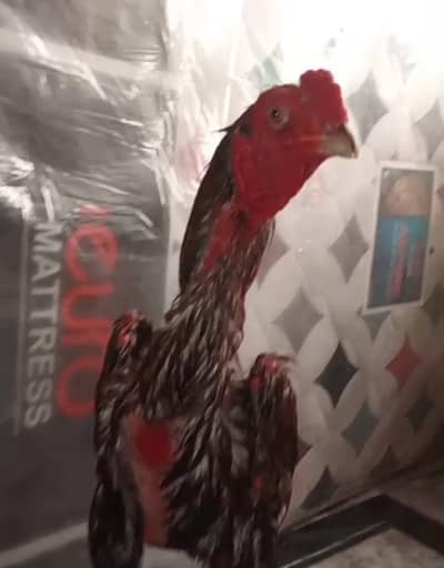 Burmi+pakoya male available for sale long height imported bird