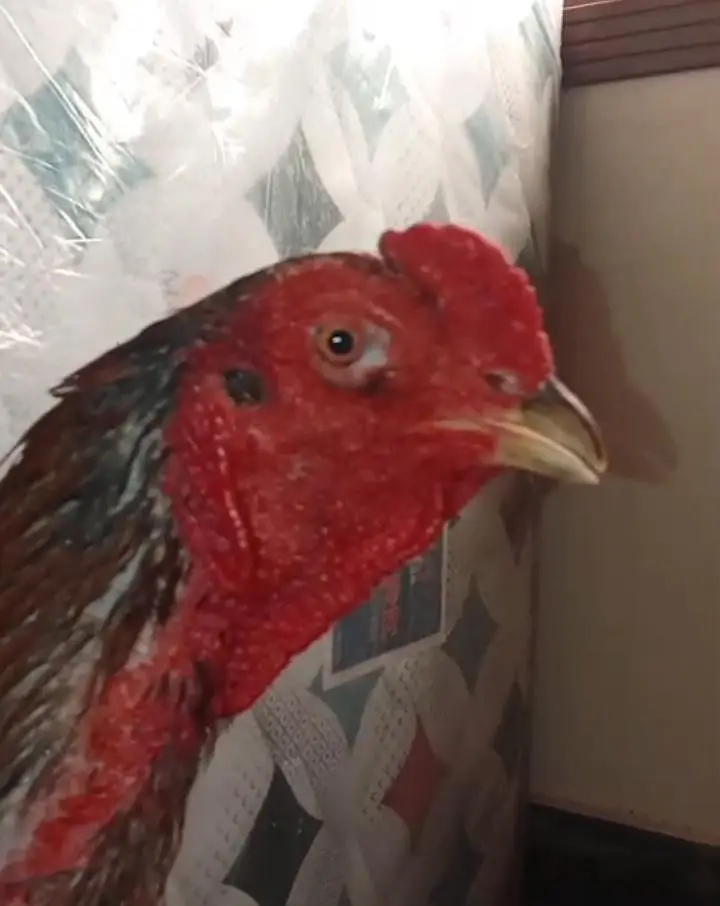 Burmi+pakoya male available for sale long height imported bird — photo 2