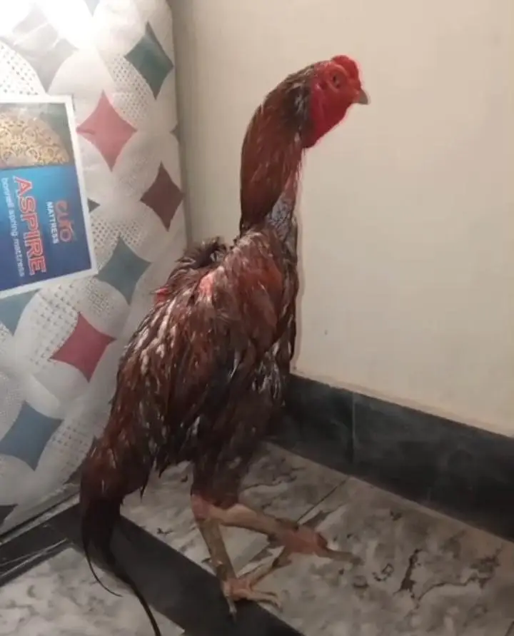 Burmi+pakoya male available for sale long height imported bird — photo 4