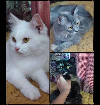  3 Beautiful Cats for Sale – Grey, White & Black