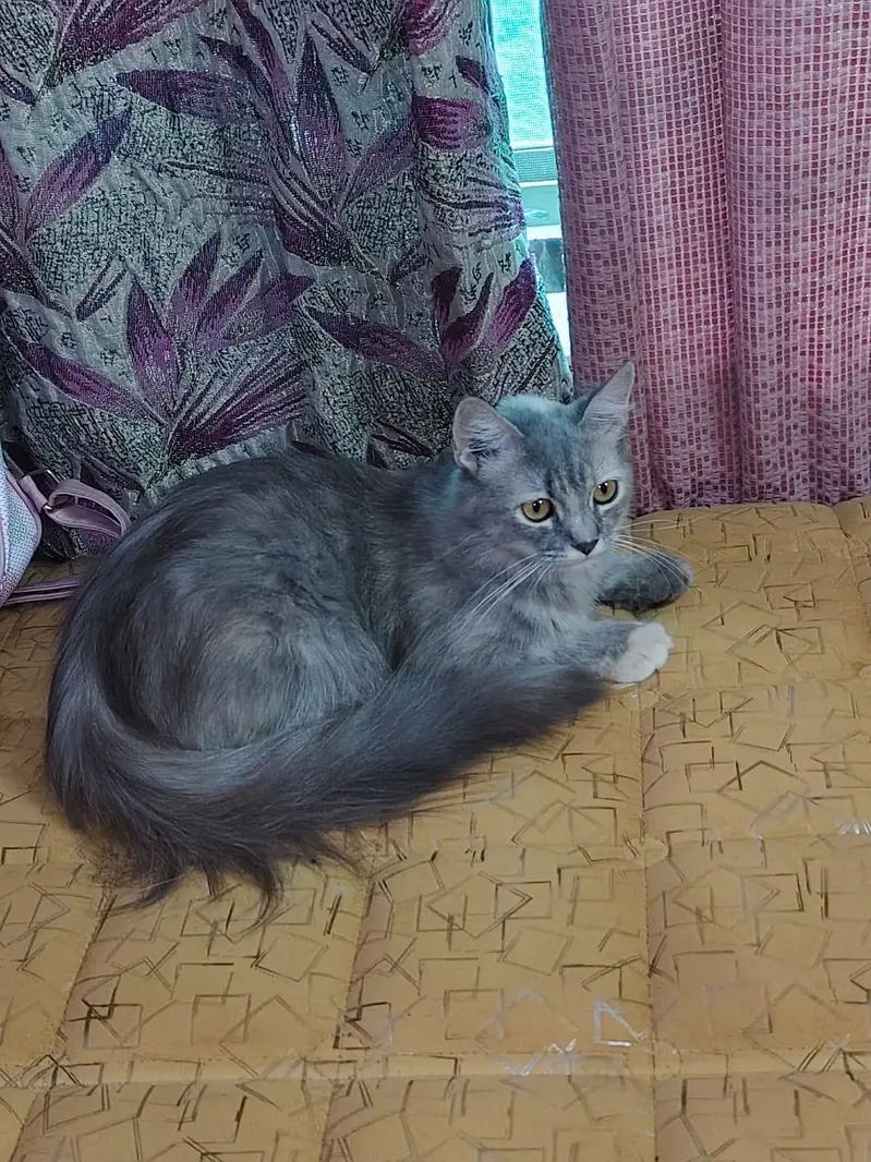  3 Beautiful Cats for Sale – Grey, White & Black — photo 3
