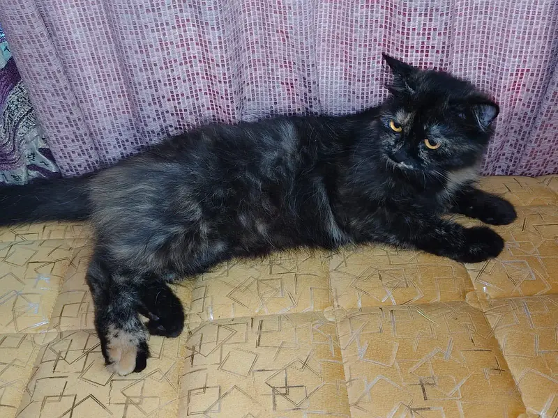  3 Beautiful Cats for Sale – Grey, White & Black — photo 4