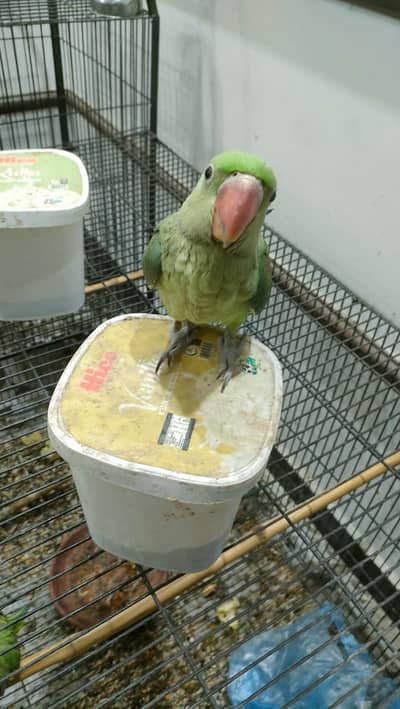 Raw parrot female available| fully handtame and zero bite
