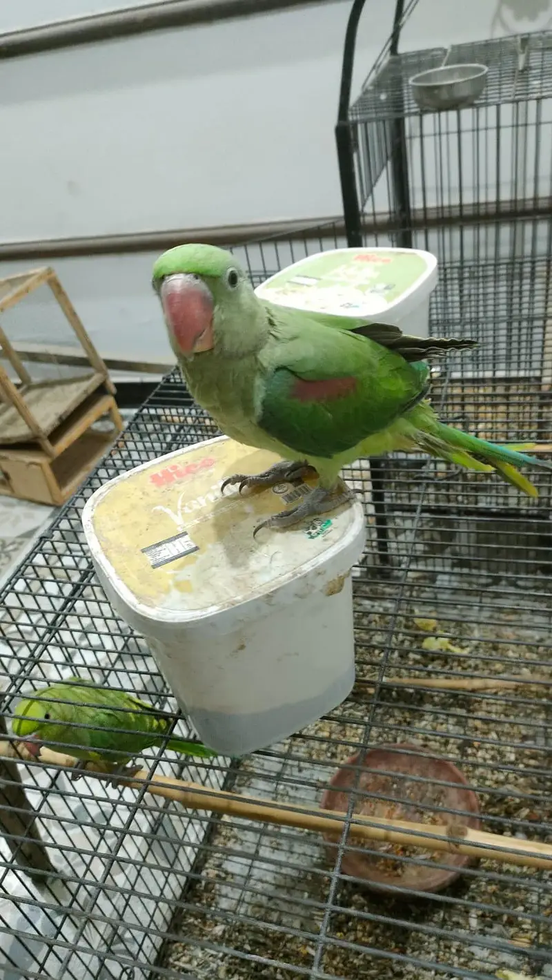 Raw parrot female available| fully handtame and zero bite — photo 2