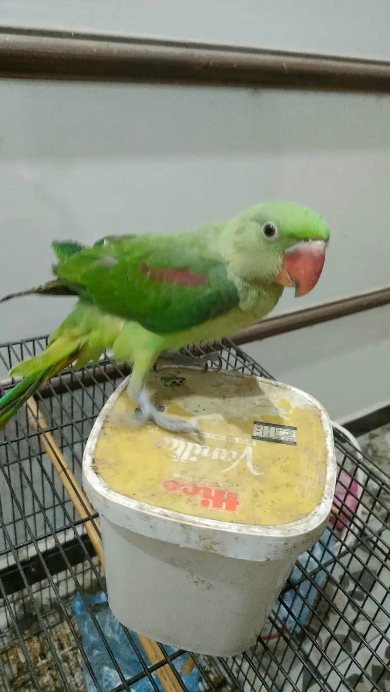 Raw parrot female available| fully handtame and zero bite — photo 3