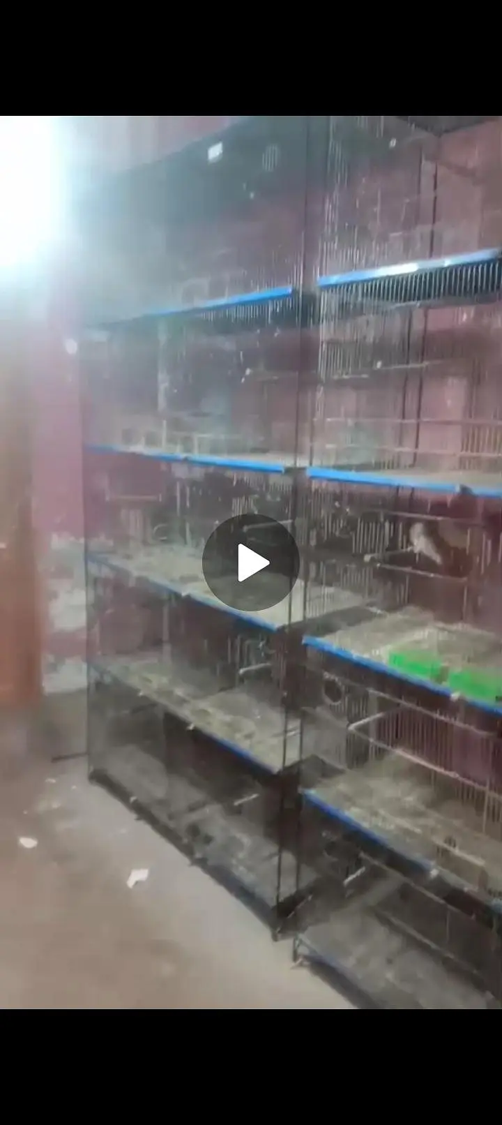 Birds iron cage