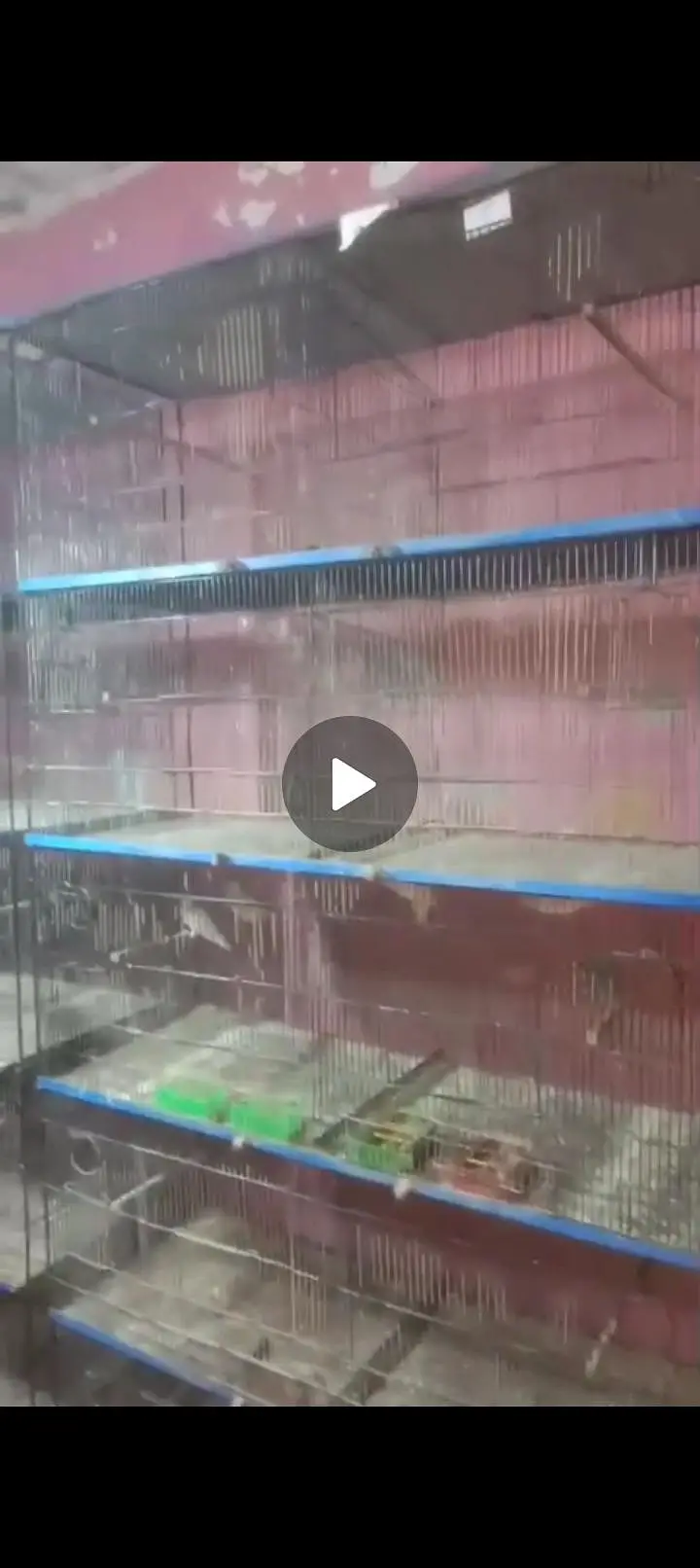 Birds iron cage — photo 2