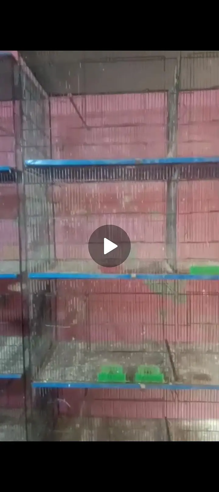 Birds iron cage — photo 3