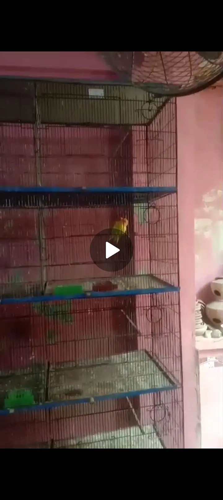 Birds iron cage — photo 4