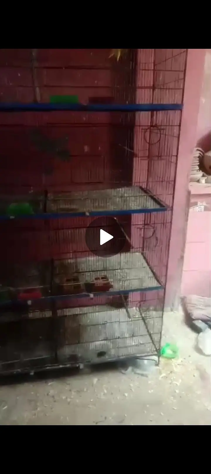 Birds iron cage — photo 5