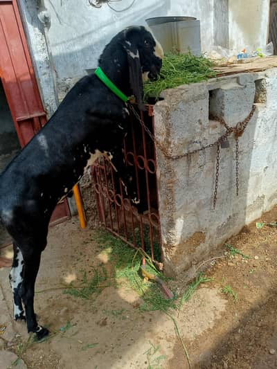 briter bakra