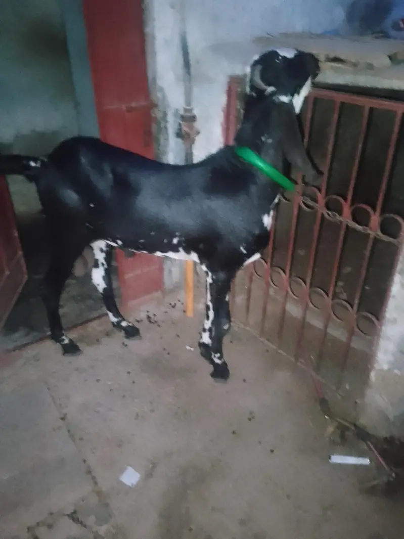 briter bakra — photo 4