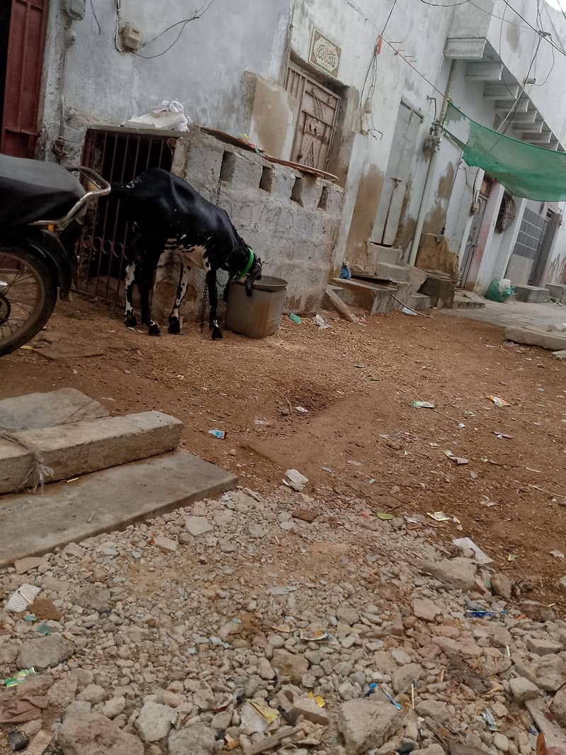 briter bakra 4