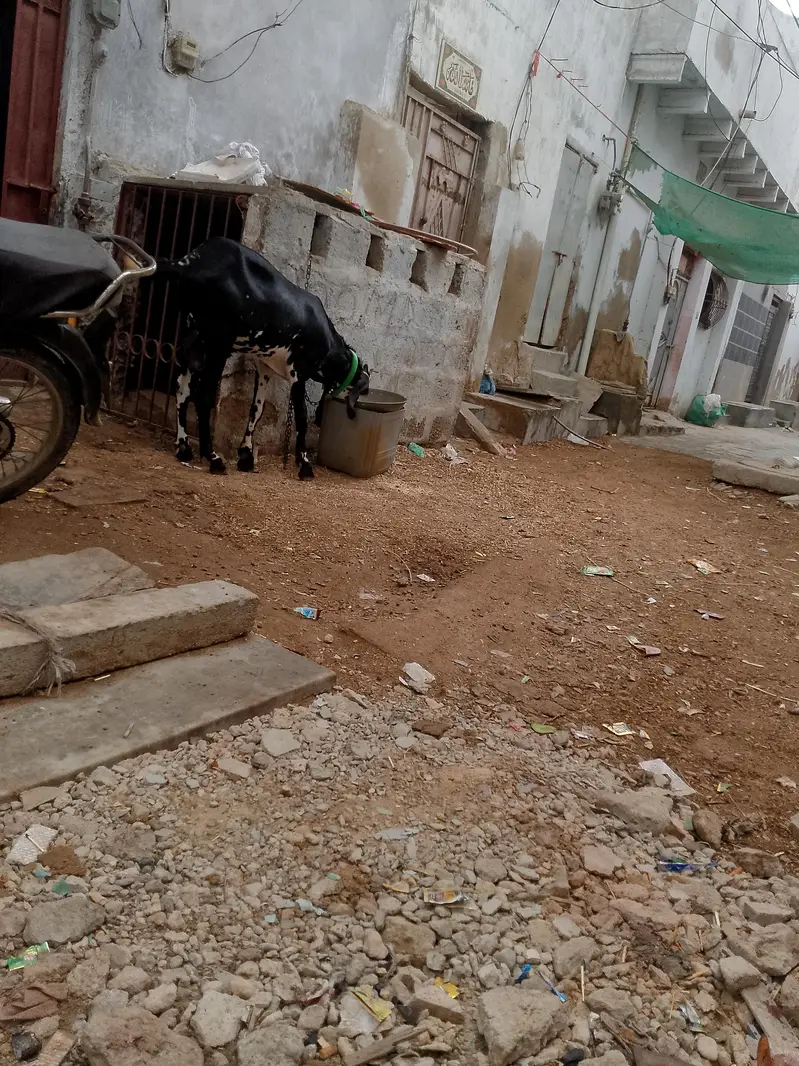 briter bakra — photo 5
