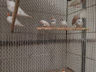 Finches white chicks pair Available