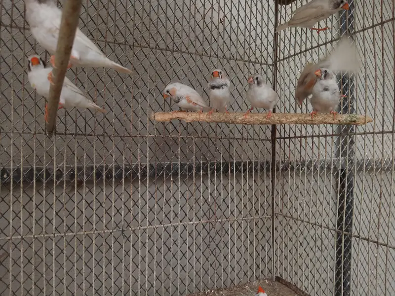 Finches white chicks pair Available