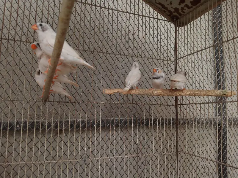 Finches white chicks pair Available — photo 2