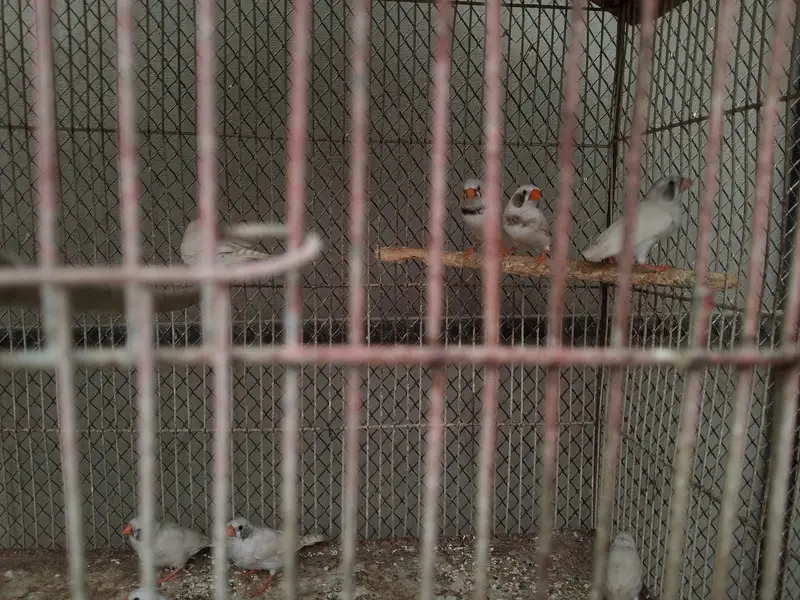 Finches white chicks pair Available — photo 3