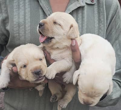 Labrador Female puppy