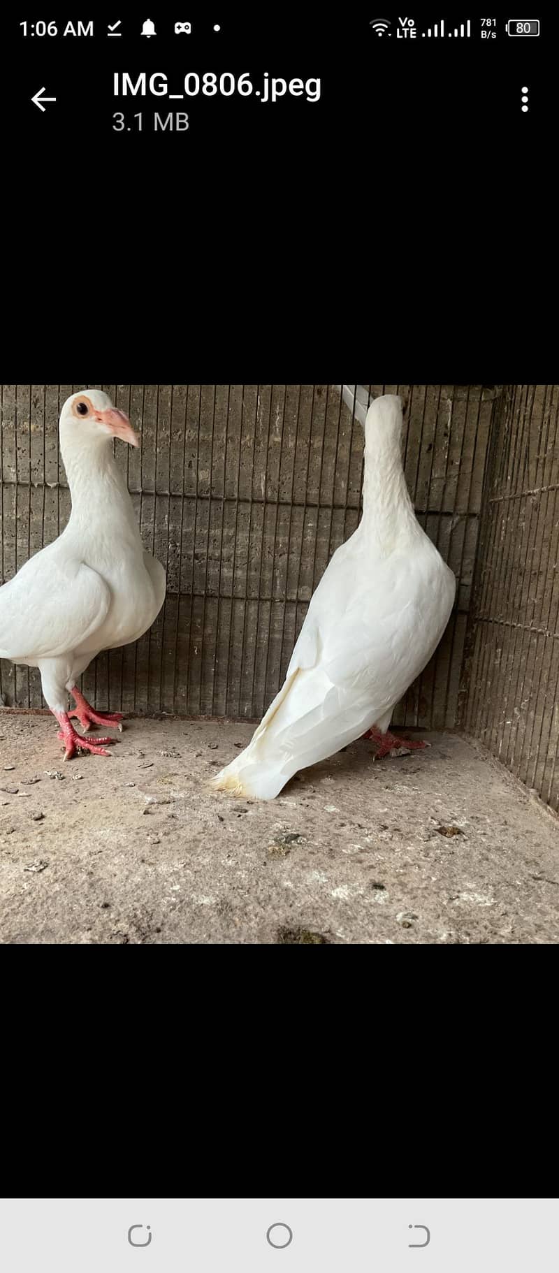 Fancy Pigeons 11