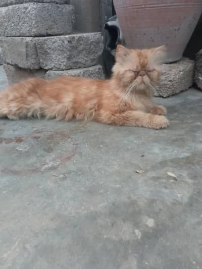 peki male 03497322796