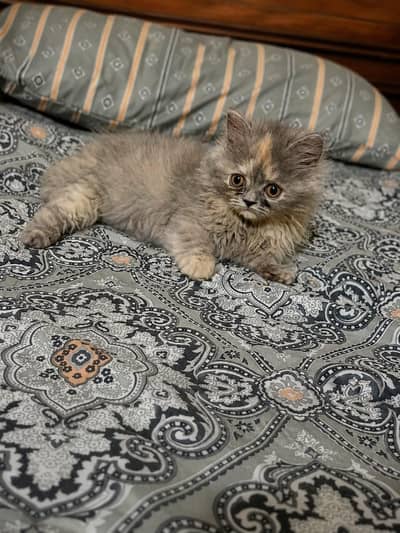 female kitten for sale /sell