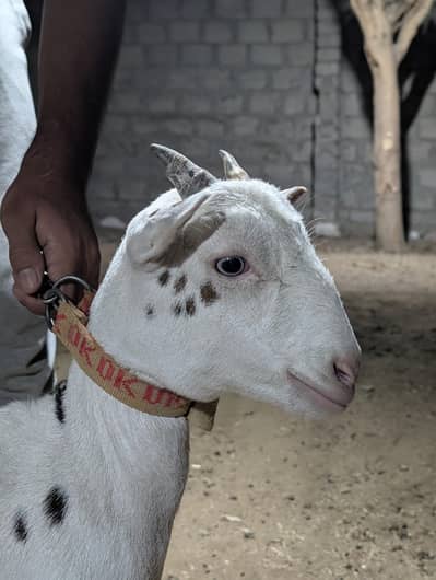 Gulabi abluck teddy