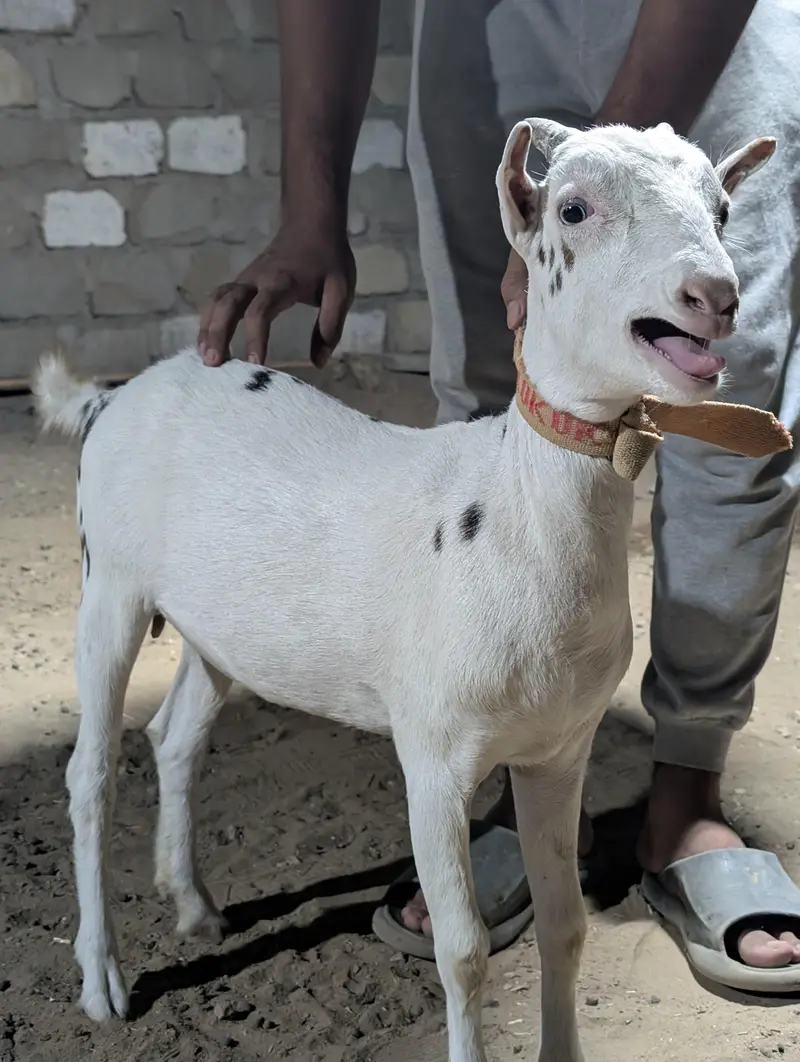 Gulabi abluck teddy — photo 3
