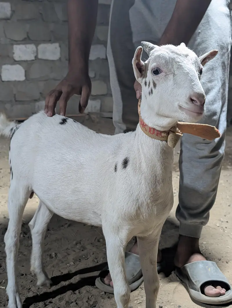 Gulabi abluck teddy — photo 4