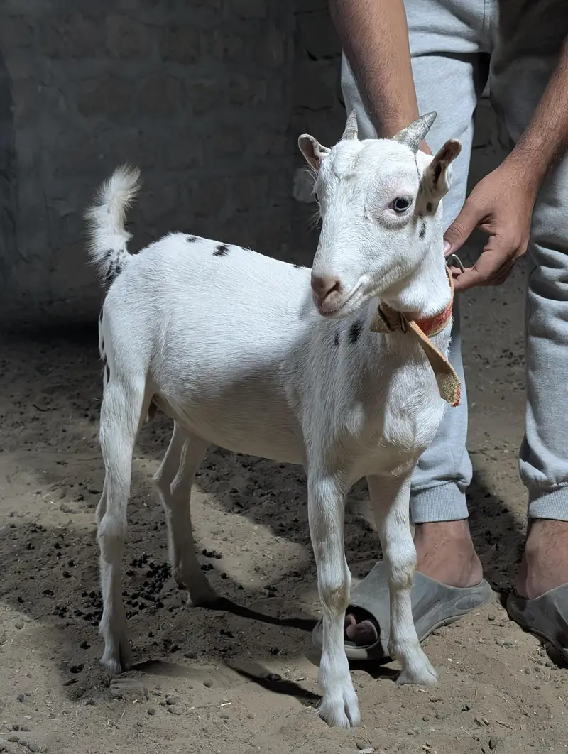 Gulabi abluck teddy — photo 5