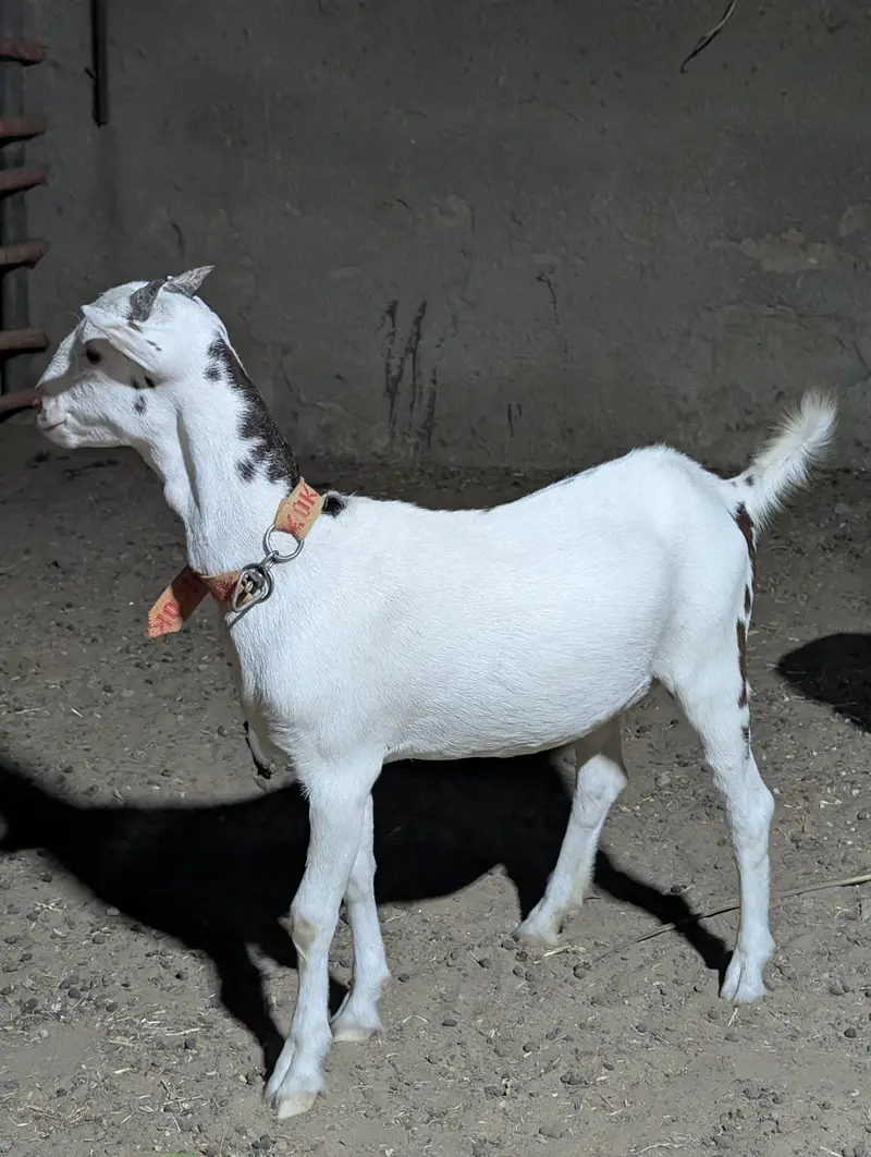 Gulabi abluck teddy — photo 6