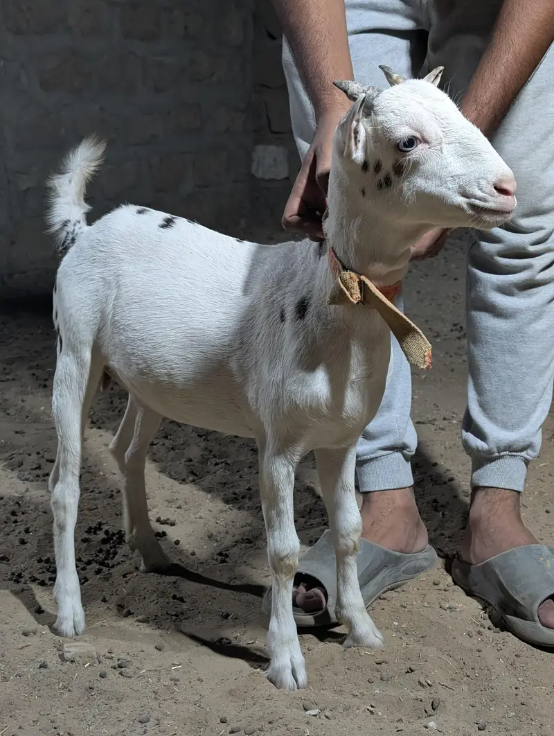 Gulabi abluck teddy — photo 7