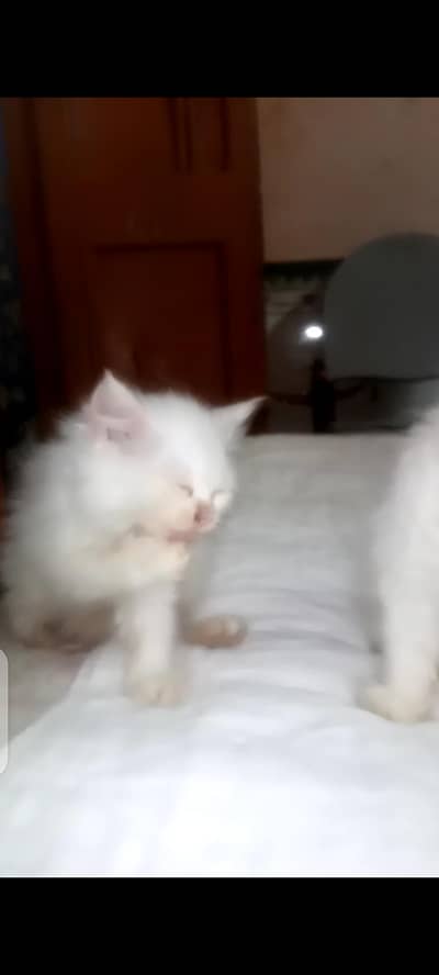 Persian cat sameep punch triple Court Mel ki ek Eyes Blue Ek ye lo
