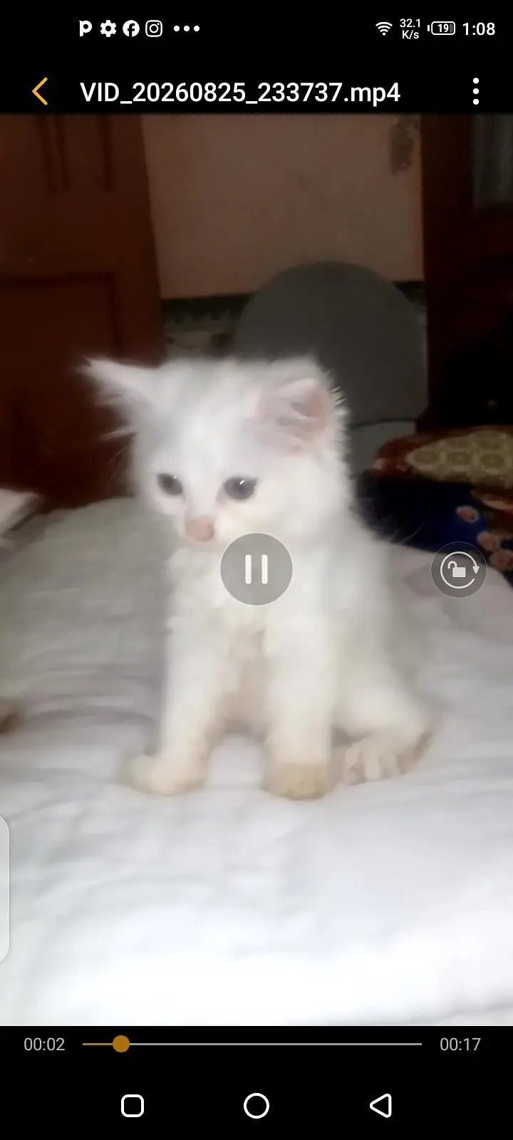 Persian cat sameep punch triple Court Mel ki ek Eyes Blue Ek ye lo — photo 2