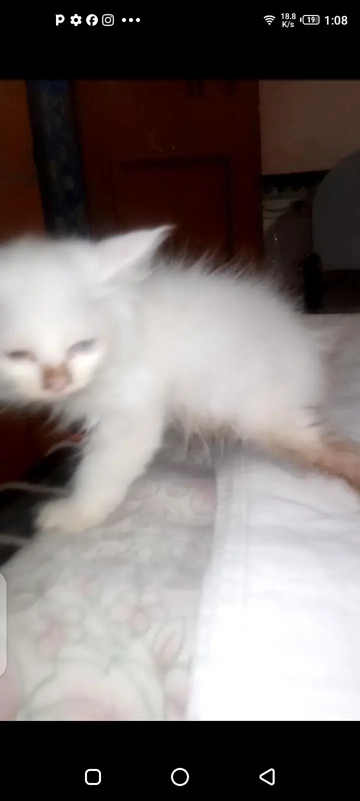 Persian cat sameep punch triple Court Mel ki ek Eyes Blue Ek ye lo — photo 3